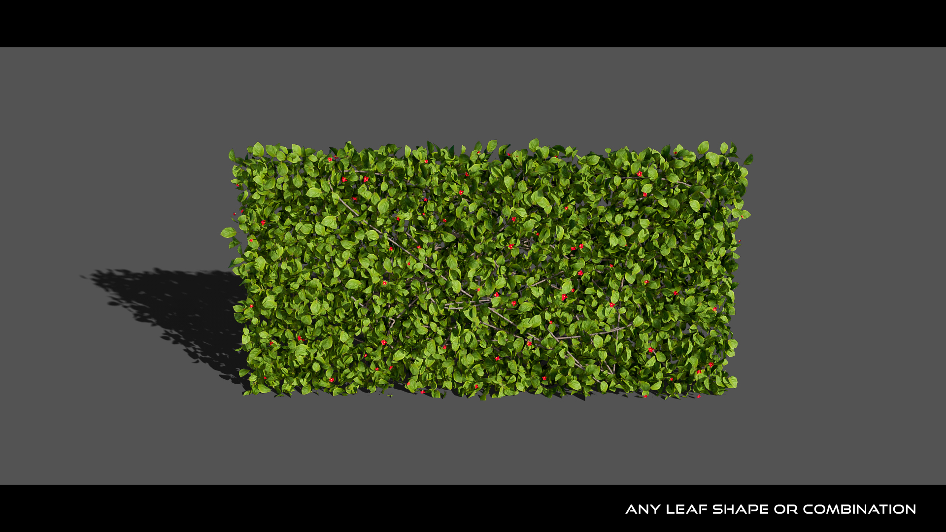 Ivygen+ hedge with leaves